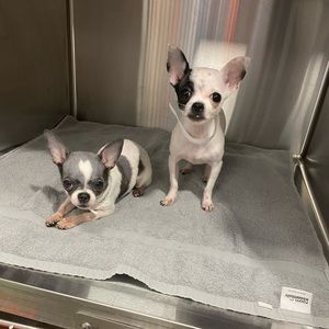 Meet your Posher, Marcus